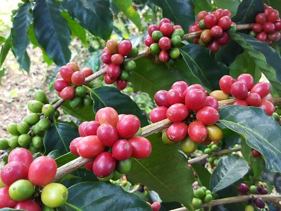 Hala Tree