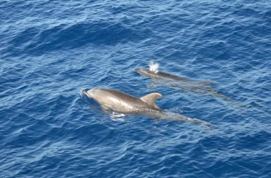 PacWhale Eco-Adventures
