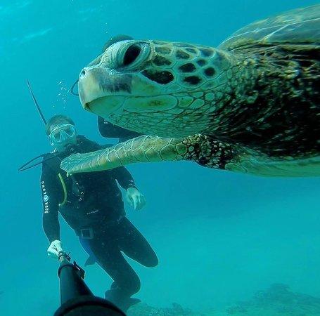 Dive with Dave