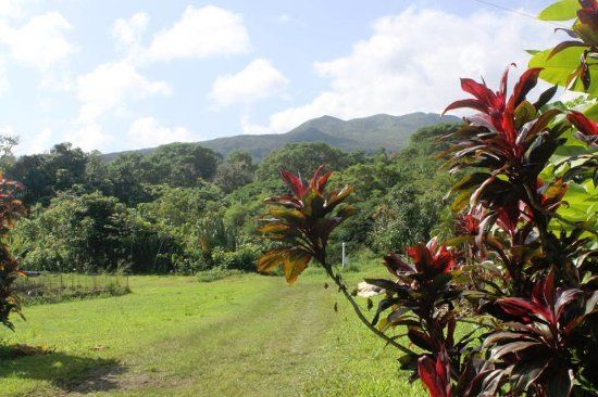 Hana Tropicals